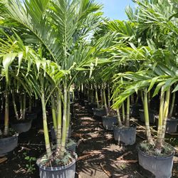 Christmas palms 7 feet tall triples 