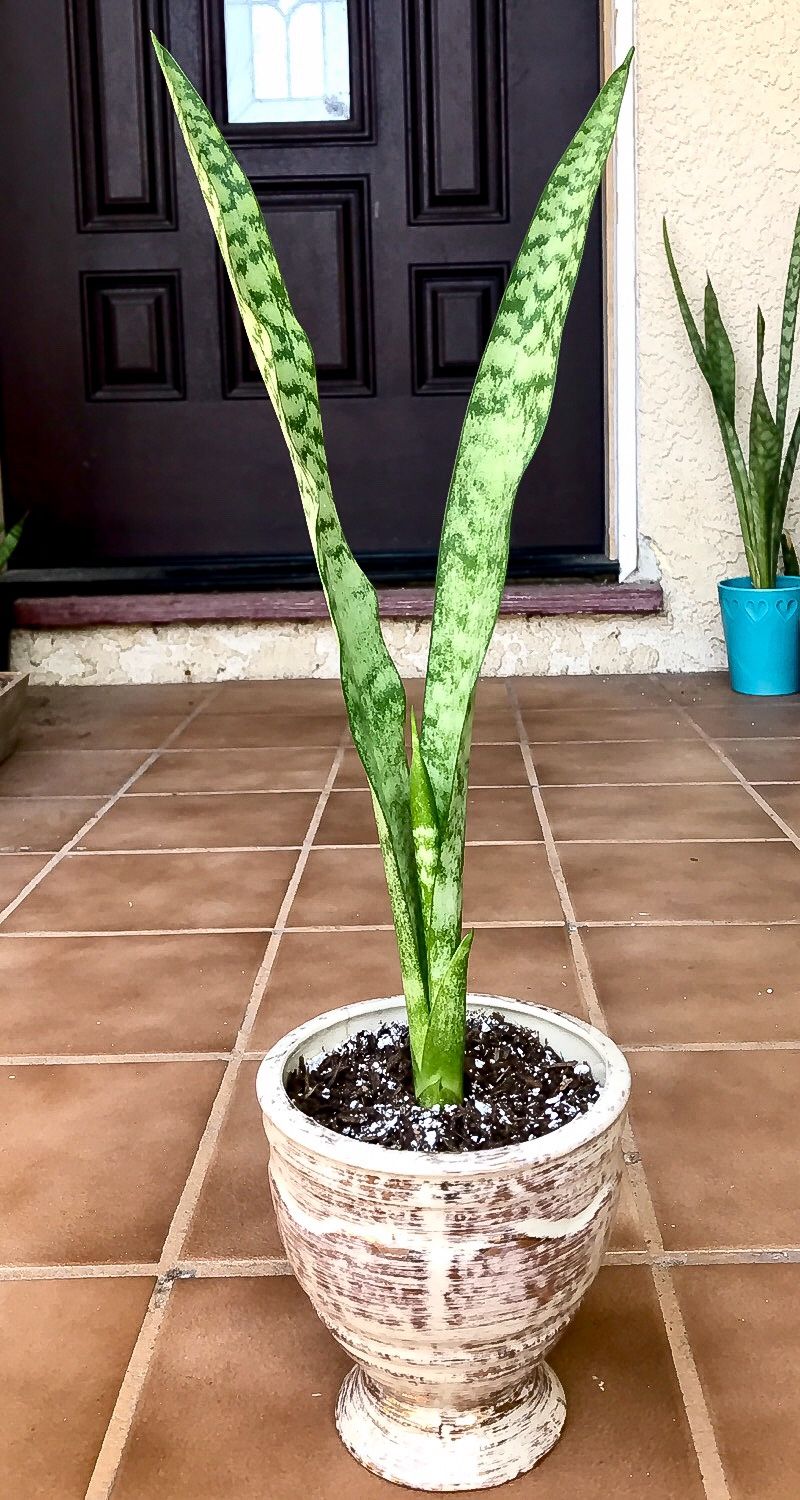 Sansevieria Snake Plant