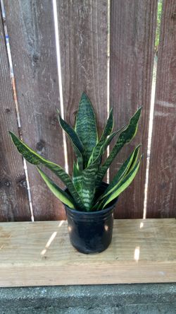1Gallon Sansevieria Snake Plant.