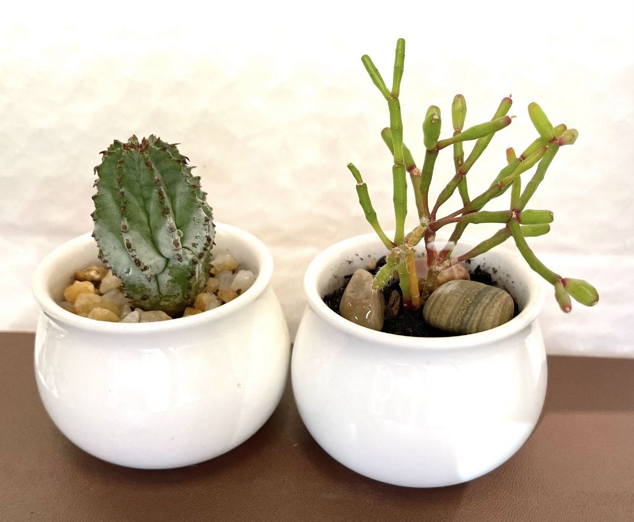 Cacti House Plants In Ceramic Pots 2"H .Both.
