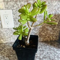 Green Jade Plant 