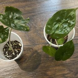 Alocasia  Pink Dragon Plants (small With Multiple Leaves)