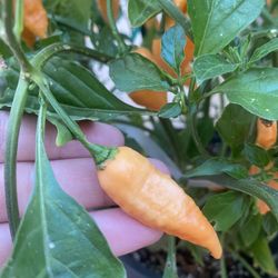 Peach Chost Pepper 