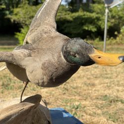 Mallard Taxidermy 