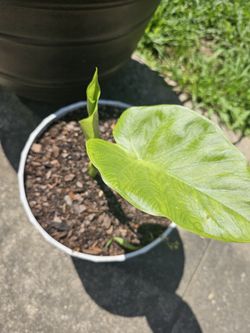 Tropical - Colocasia Esculenta (Elephant Ear)