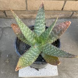 Aloe Vera Plant 