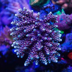Fake coral pink Cadillac acro frags
