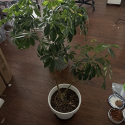 this beautiful plant with a pot