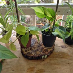 Brazil and Lemon Lime Philodendron starter plants