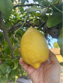 Organic lemons  8 per order