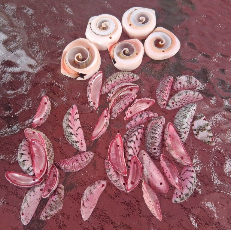 40 Assorted Real Shell Ocean Beach Theme Homemade Jewelry Windchime Art Craft Supplies