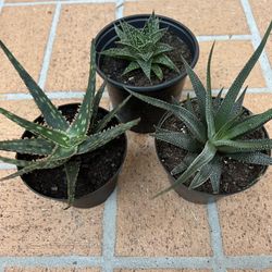 Succulent plants 🪴