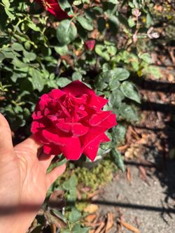 Quality roses in pots ready to go in soil different colors