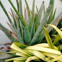 Aloe Vera 