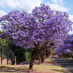 Jacaranda Trees