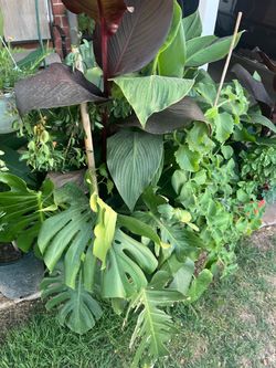 Surprising Amount Of Great Plants for Sale