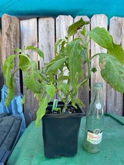 Paradox Salvia Divinorum Plant - Sage of the Diviners  - Yerba de la pastora - Hierba de los dioses - ska maria planta aztec azteca