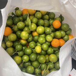 Calamansi (FILIPINO LIME)