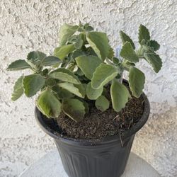 1 Gallon Pot Rare Succulent Plant - Plectranthus Amboinicus - Comfort Plant, Cuban Oregano - Rooted & Established - Drought Resistant - 🪴