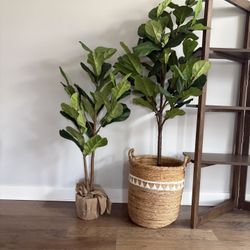 Pottery Barn Fig Trees With Basket