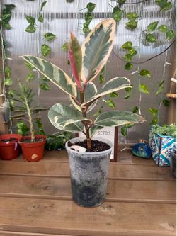 Rubber tree variegate