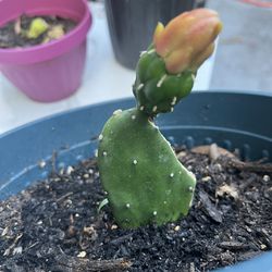 Baby Opuntia Cactus 