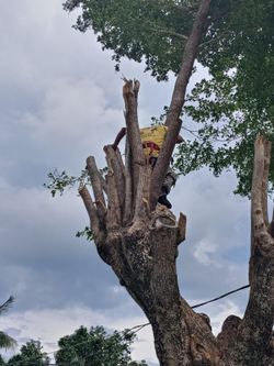 Limpiesa de palmas y arboles