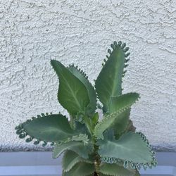 Kalanchoe Plant