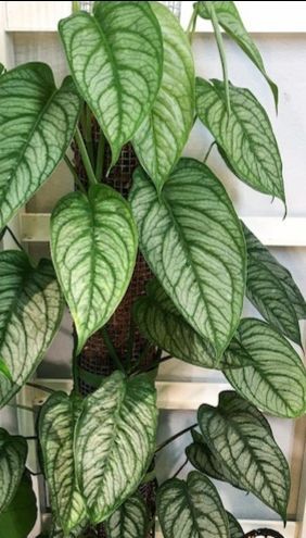 Rare Aroid Monstera siltepecana 'El Salvador" plant/ indoor outdoor/ house plant flower patio garden