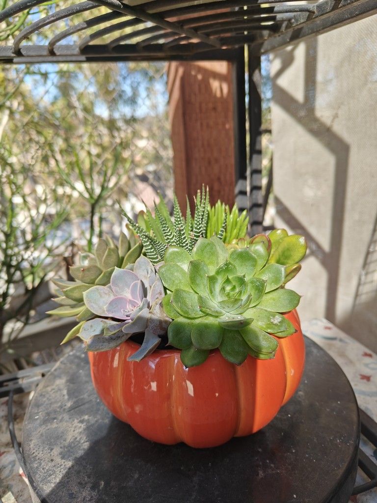 Unique Pots With Succulents