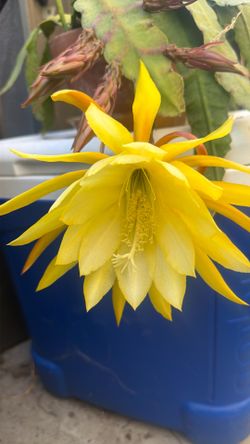 Big blooming orchid cactus 🌵