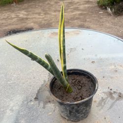 Snake plant