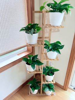 Live golden Pothos silvery or Ann money plant in 6” pot