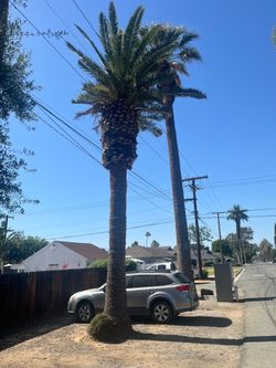 20 foot canary date palm tree