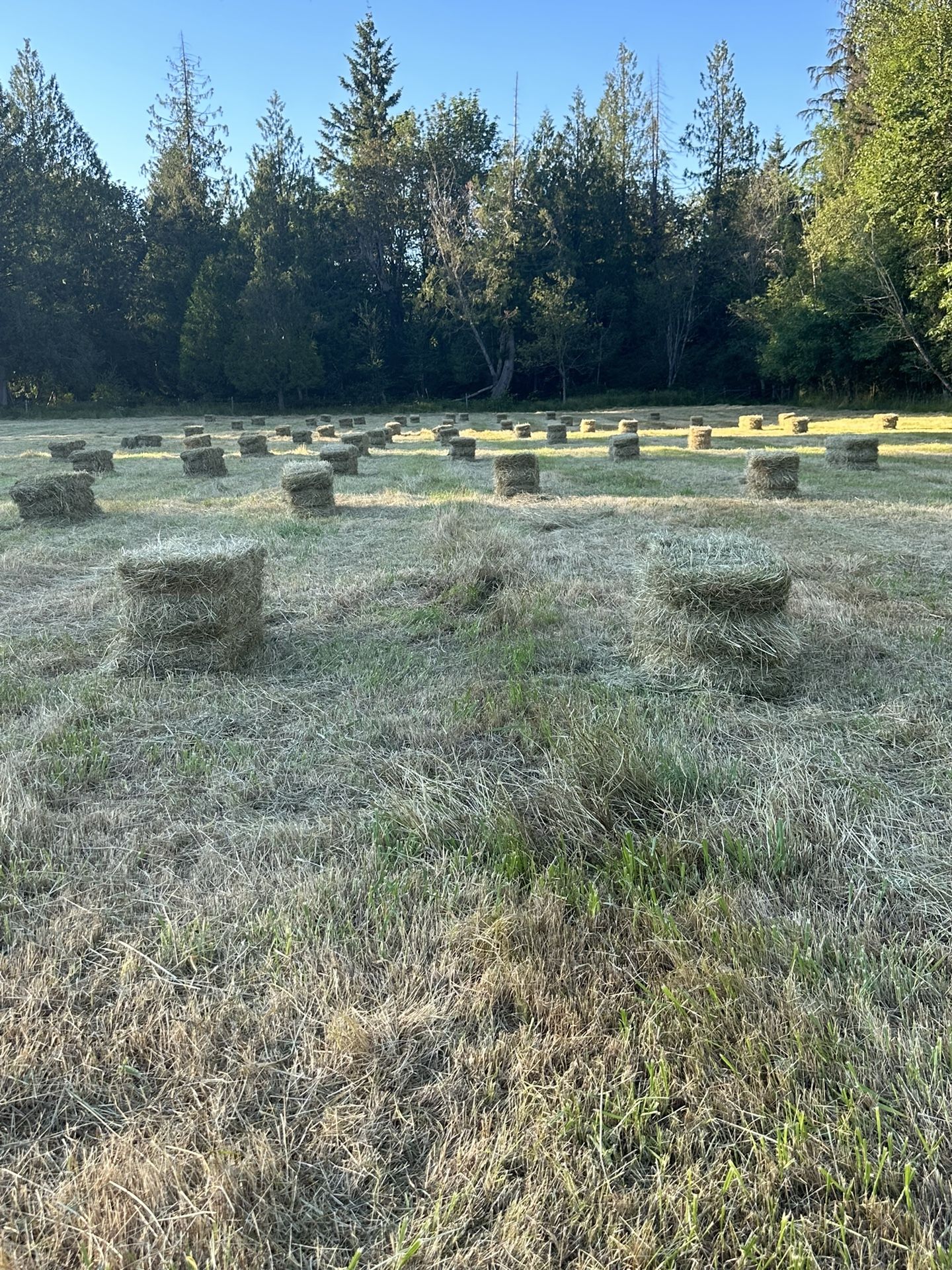 Beautiful Local Grass Hay