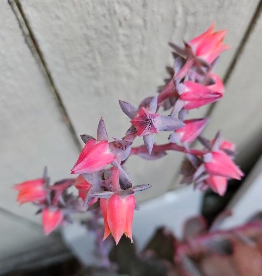 Echeveria Bittersweet Succulents 🪴