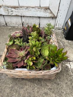 Mixed Succulent Collection in Wicker Basket