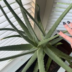 Healthy Aloe Plant