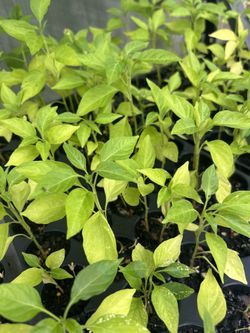 Scotch Bonnet Pepper