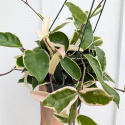 Hoya Carnosa Variegated Krimson Queen Plant 6" Pot - Indoor House Plants