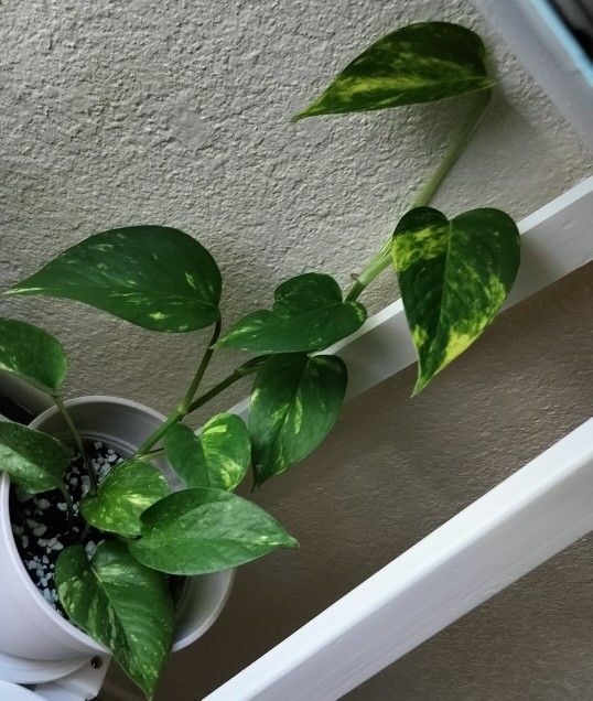 Pothos indoor plant with pot