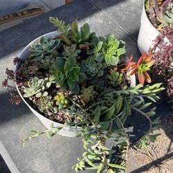 Succulent Mix