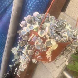 String Of Hearts Verigated 