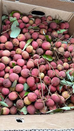 Lychee