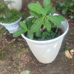 Real Plant And Garden Planter