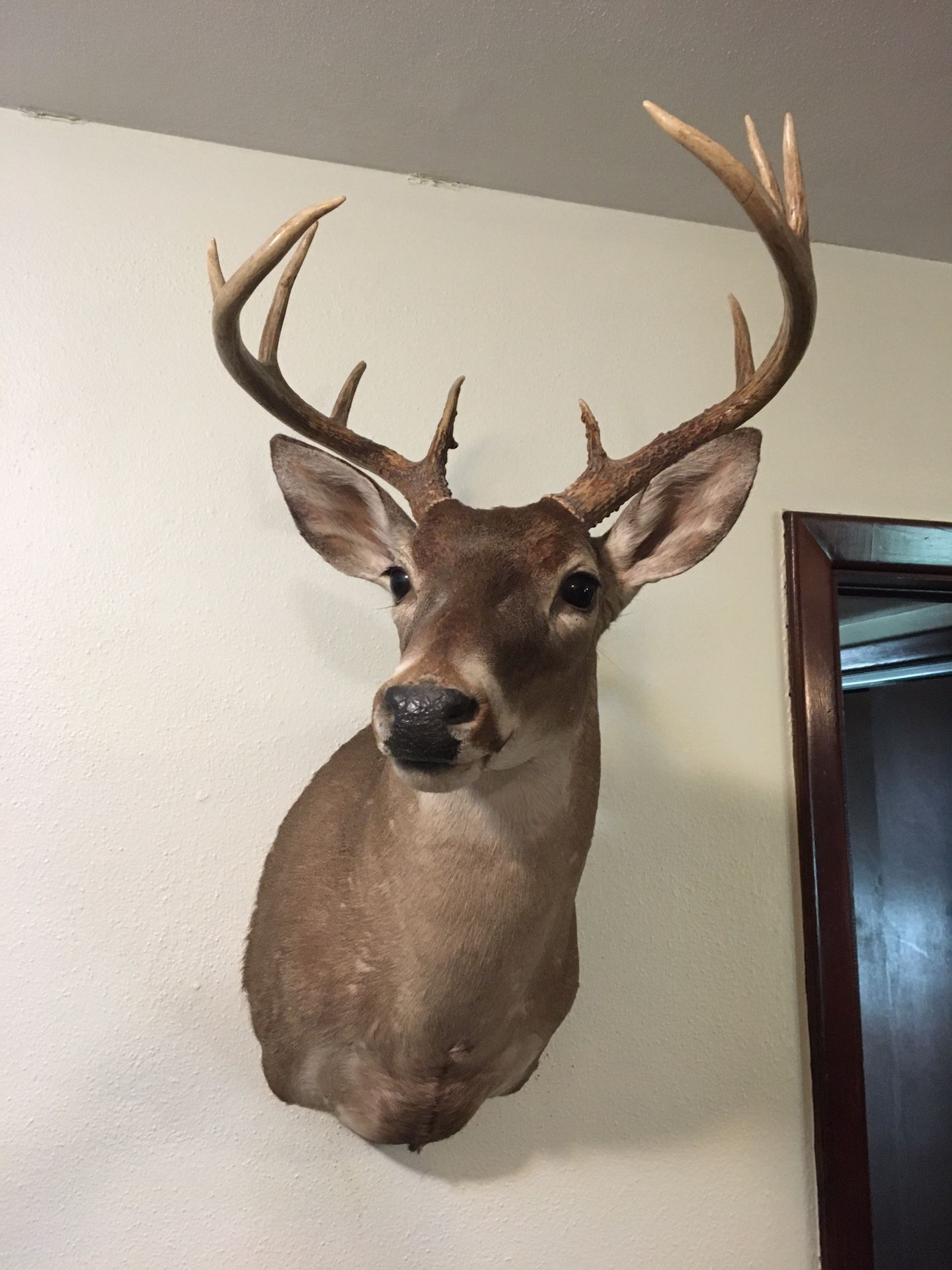 Deer Trophies For Sale