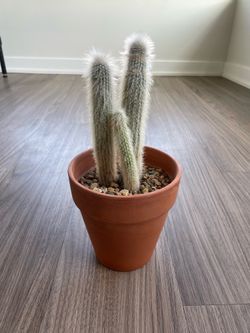Small cactus - $20