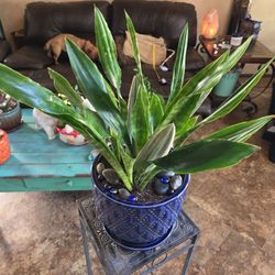 Mixed Sansevieria Snake Plant Variety In 10in Ceramic Pot With Stones 