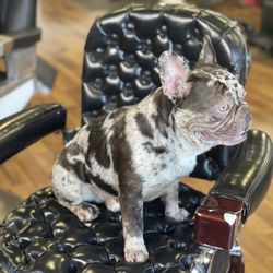 antique barber chair