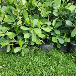 Beautiful Clusias Plants For Privacy!! About 3 Feet Tall!! Fertilized 